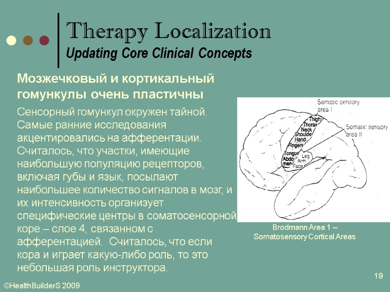 19 Мозжечковый и кортикальный гомункулы очень пластичны Сенсорный гомункул окружен тайной. Самые ранние исследования